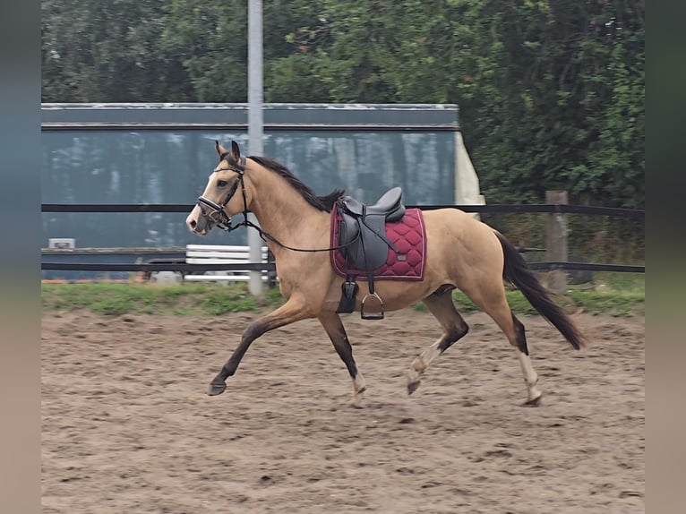 Duitse rijpony Ruin 3 Jaar 145 cm Buckskin in M&#xFC;lheim