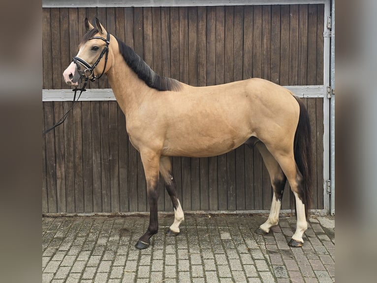 Duitse rijpony Ruin 3 Jaar 145 cm Buckskin in M&#xFC;lheim