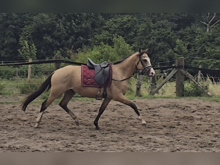 Duitse rijpony Ruin 3 Jaar 145 cm Buckskin in M&#xFC;lheim