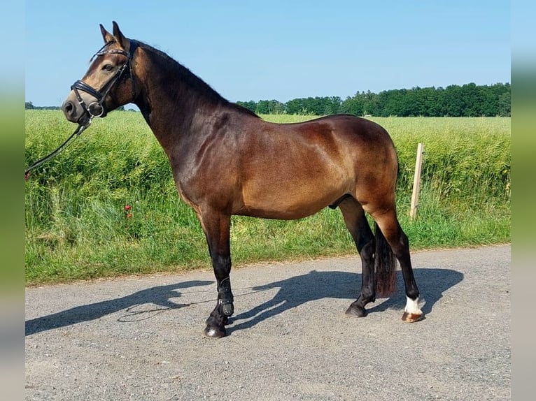 Duitse rijpony Ruin 3 Jaar 145 cm Buckskin in Herrnhut