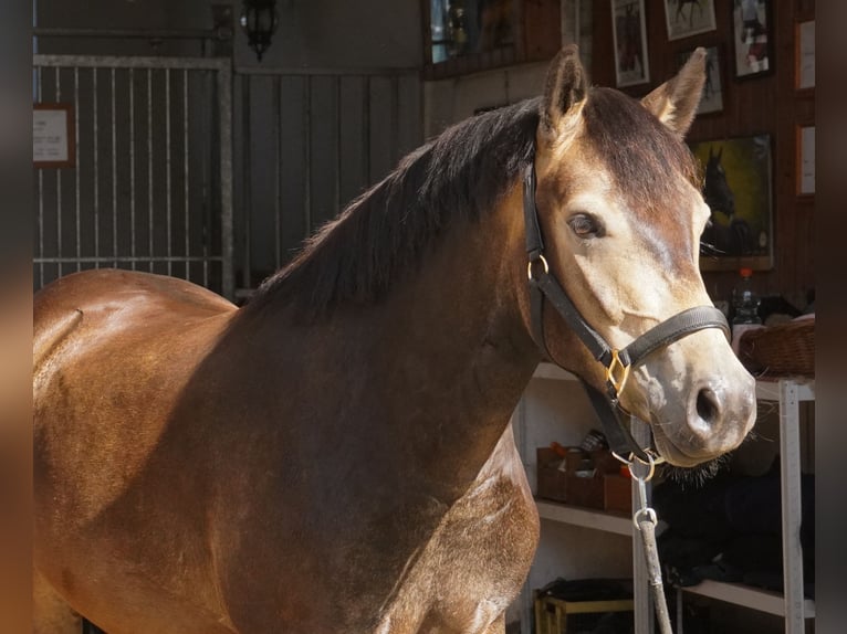 Duitse rijpony Ruin 3 Jaar 145 cm Buckskin in Herrnhut