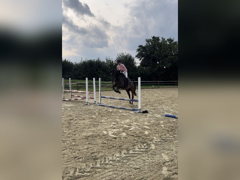 Duitse rijpony Ruin 3 Jaar 145 cm Donkerbruin in Nottuln