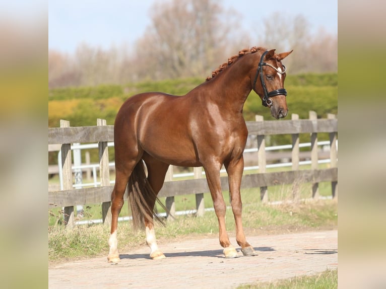 Duitse rijpony Ruin 3 Jaar 145 cm Donkere-vos in Heemskerk
