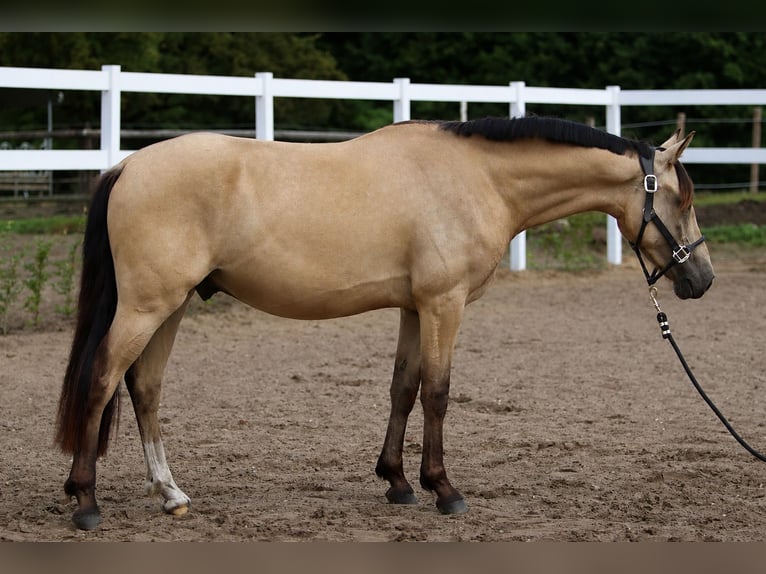Duitse rijpony Ruin 3 Jaar 145 cm Falbe in Hamburg