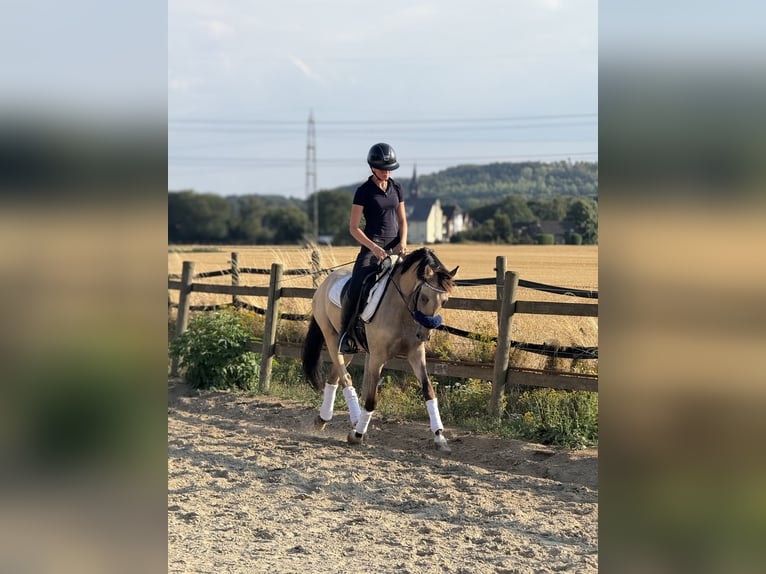 Duitse rijpony Ruin 3 Jaar 145 cm Falbe in Bergheim