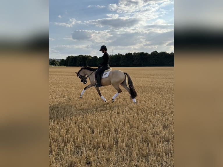 Duitse rijpony Ruin 3 Jaar 145 cm Falbe in Bergheim