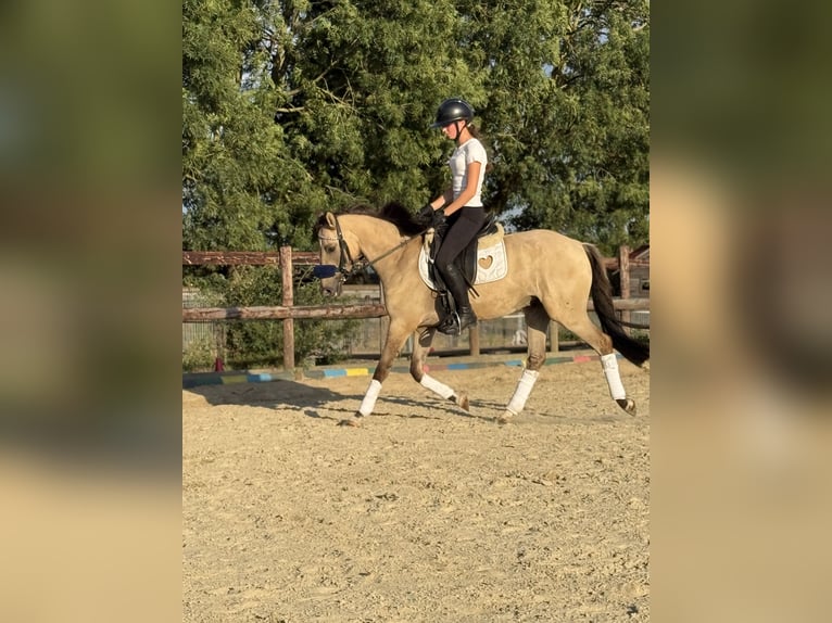 Duitse rijpony Ruin 3 Jaar 145 cm Falbe in Bergheim
