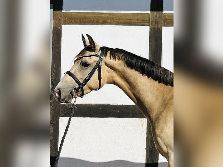 Duitse rijpony Ruin 3 Jaar 145 cm Falbe in Hameln