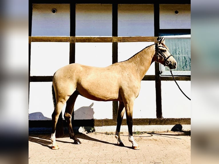 Duitse rijpony Ruin 3 Jaar 145 cm Falbe in Hameln