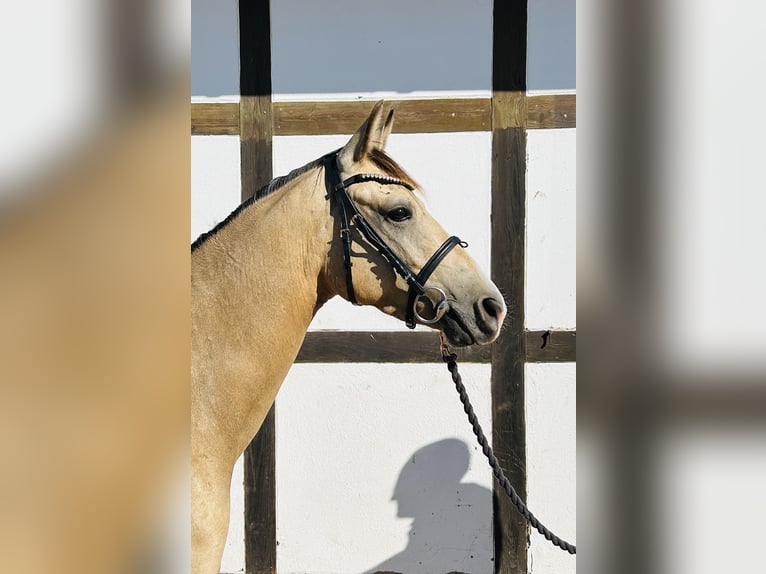 Duitse rijpony Ruin 3 Jaar 145 cm Falbe in Hameln