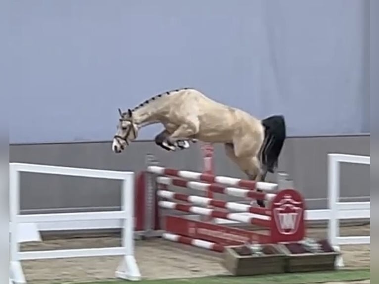 Duitse rijpony Ruin 3 Jaar 145 cm Falbe in Hameln
