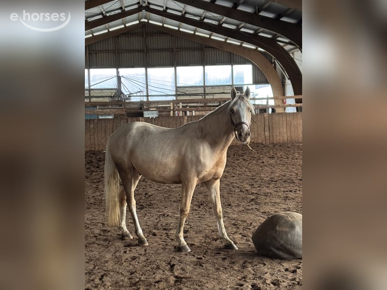 Duitse rijpony Ruin 3 Jaar 145 cm Palomino in Lentföhrden