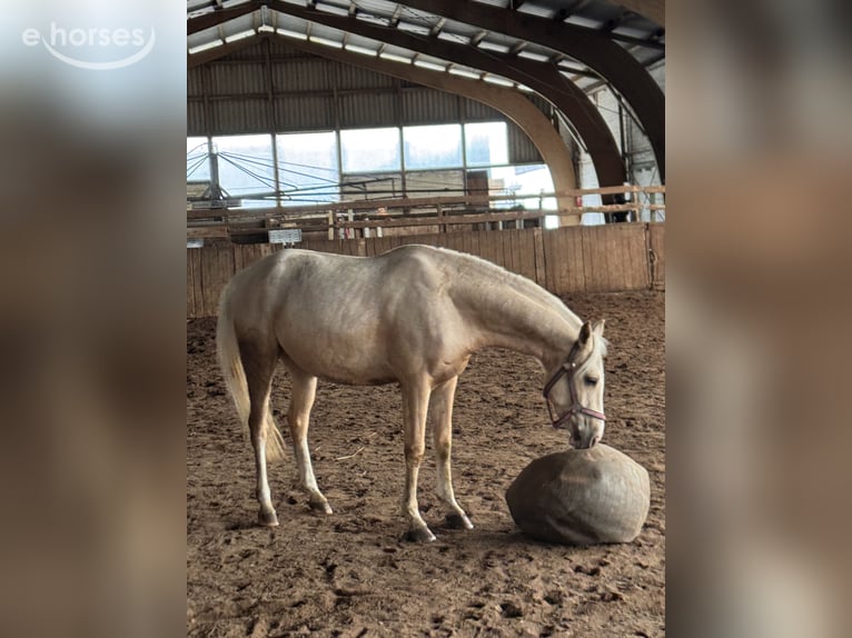 Duitse rijpony Ruin 3 Jaar 145 cm Palomino in Lentföhrden