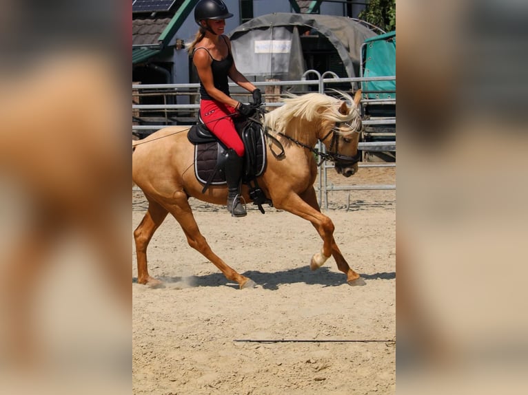 Duitse rijpony Ruin 3 Jaar 145 cm in Rees