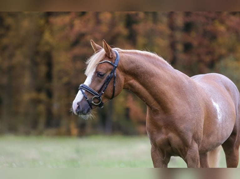 Duitse rijpony Ruin 3 Jaar 145 cm Vos in Pölzig
