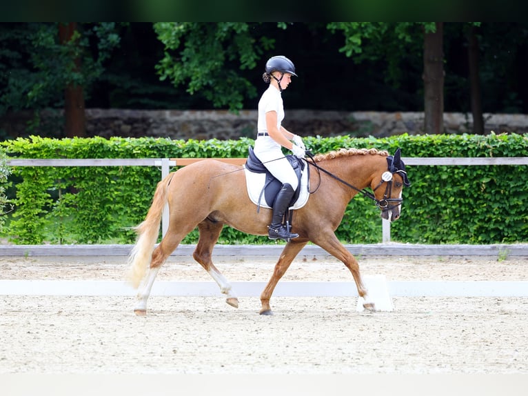 Duitse rijpony Ruin 3 Jaar 145 cm Vos in Pölzig