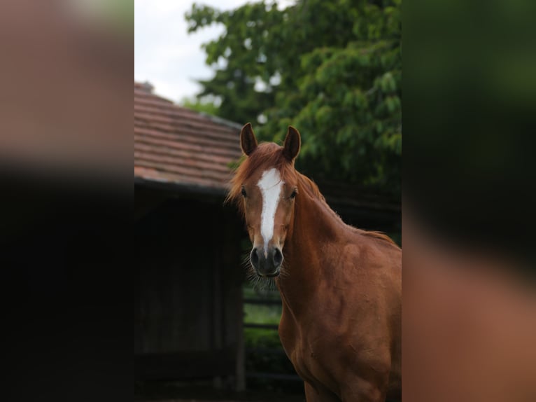 Duitse rijpony Ruin 3 Jaar 145 cm Vos in Altheim (Alb)