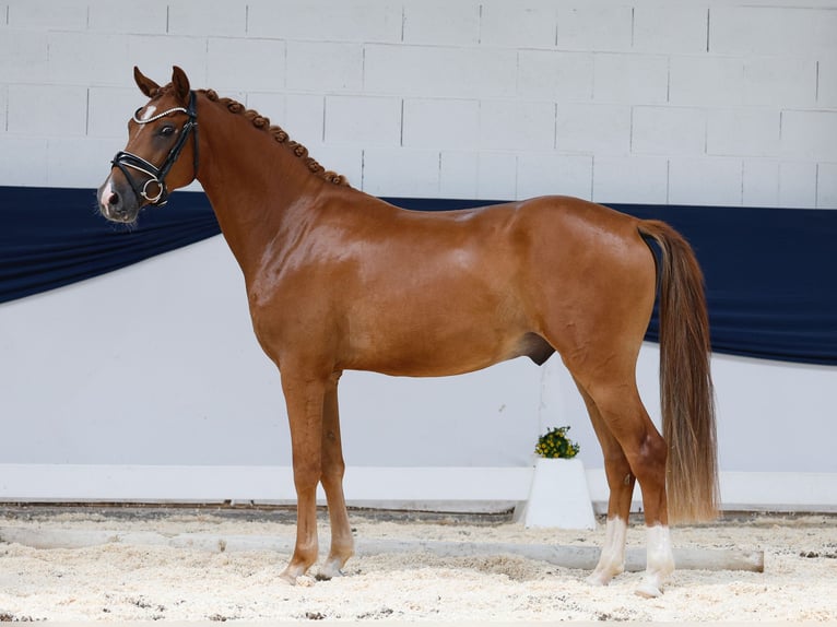 Duitse rijpony Ruin 3 Jaar 145 cm Vos in Marsberg