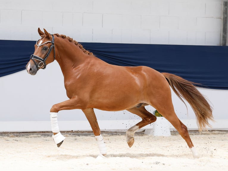 Duitse rijpony Ruin 3 Jaar 145 cm Vos in Marsberg