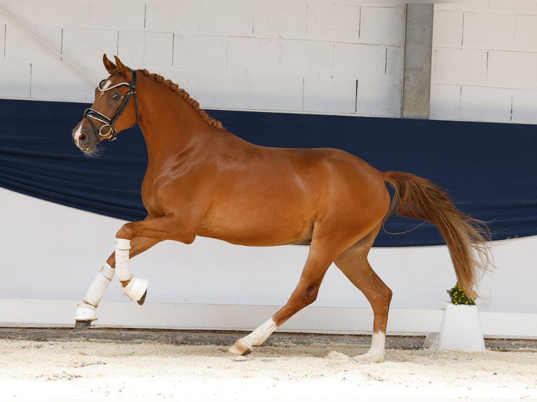 Duitse rijpony Ruin 3 Jaar 145 cm Vos in Marsberg