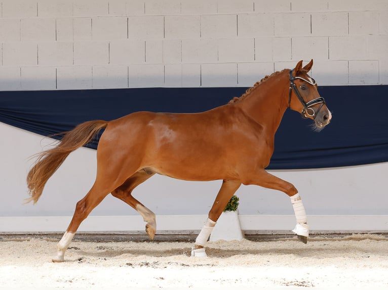 Duitse rijpony Ruin 3 Jaar 145 cm Vos in Marsberg