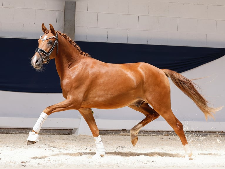 Duitse rijpony Ruin 3 Jaar 145 cm Vos in Marsberg
