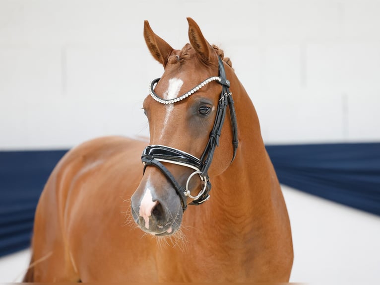 Duitse rijpony Ruin 3 Jaar 145 cm Vos in Marsberg