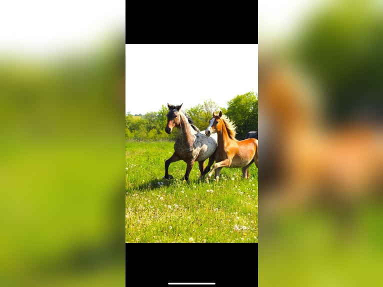 Duitse rijpony Ruin 3 Jaar 145 cm Vos in Mülheim-Kärlich