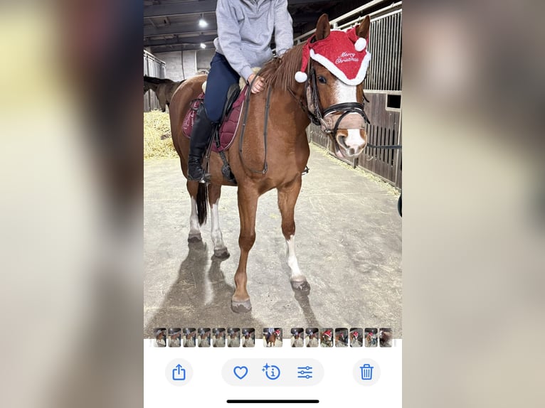 Duitse rijpony Ruin 3 Jaar 145 cm Vos in Treuenbrietzen