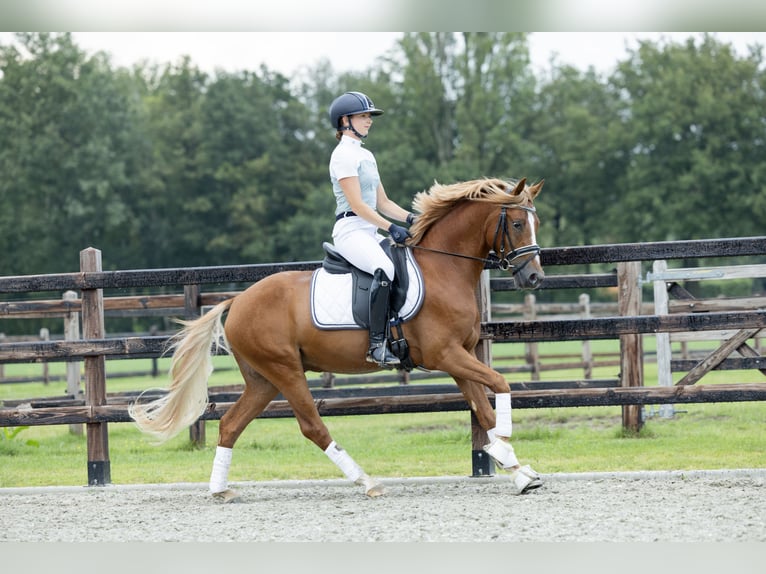 Duitse rijpony Ruin 3 Jaar 145 cm Vos in Veghel