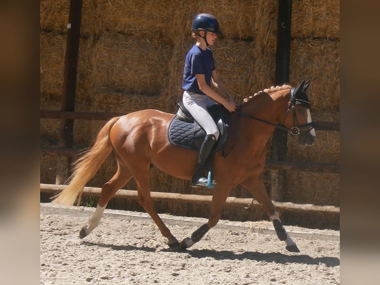 Duitse rijpony Ruin 3 Jaar 145 cm Vos in Dorsten