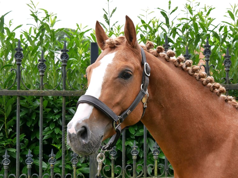 Duitse rijpony Ruin 3 Jaar 145 cm Vos in Dorsten