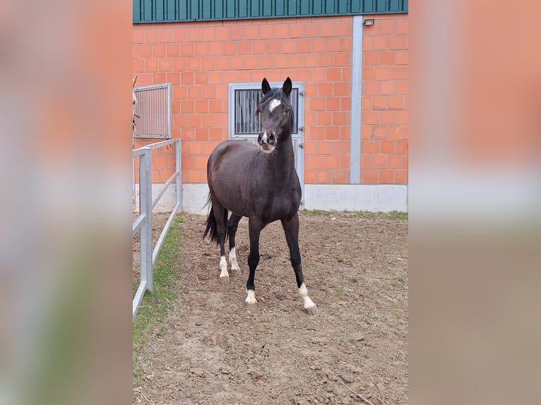 Duitse rijpony Ruin 3 Jaar 145 cm Zwart in Bresewitz