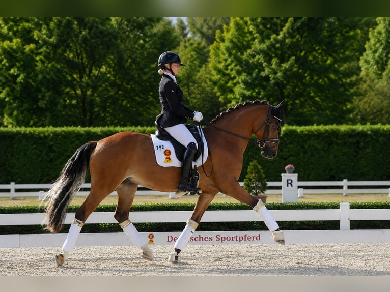 Duitse rijpony Ruin 3 Jaar 146 cm Bruin in Mainz