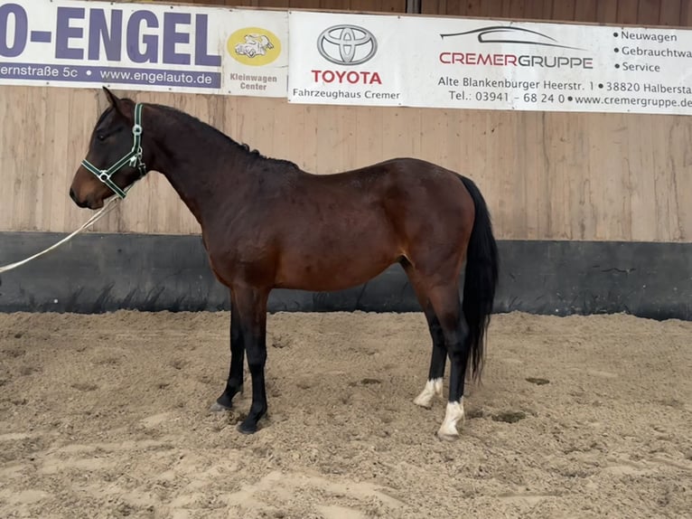 Duitse rijpony Ruin 3 Jaar 146 cm Bruin in Wegeleben