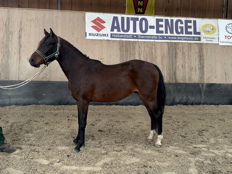 Duitse rijpony Ruin 3 Jaar 146 cm Bruin in Wegeleben