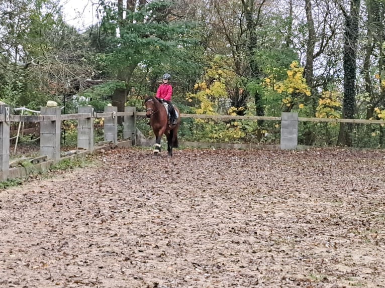 Duitse rijpony Ruin 3 Jaar 146 cm Bruin in Geestland