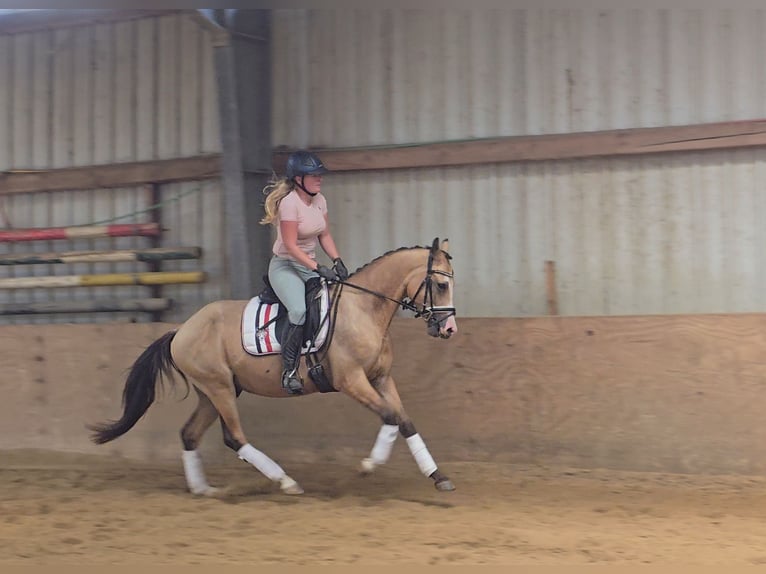 Duitse rijpony Ruin 3 Jaar 146 cm Buckskin in M&#xFC;lheim an der Ruhr