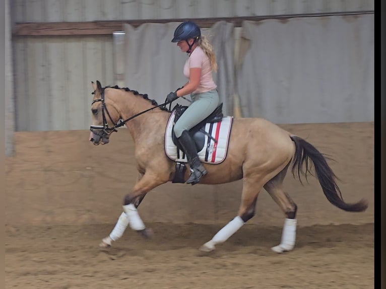 Duitse rijpony Ruin 3 Jaar 146 cm Buckskin in M&#xFC;lheim an der Ruhr