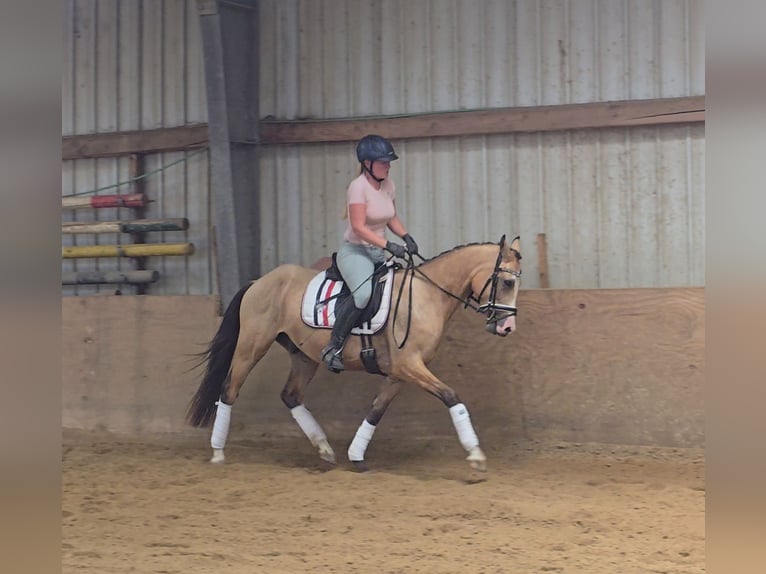 Duitse rijpony Ruin 3 Jaar 146 cm Buckskin in M&#xFC;lheim an der Ruhr