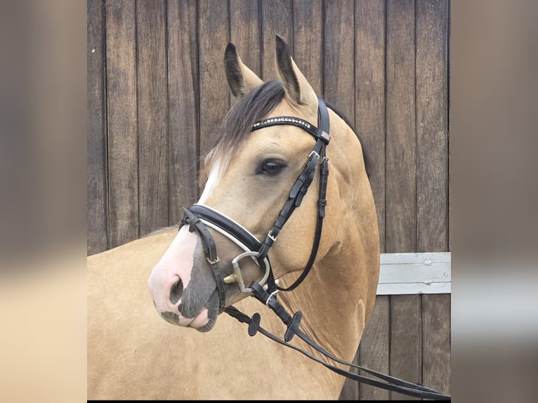 Duitse rijpony Ruin 3 Jaar 146 cm Buckskin in M&#xFC;lheim an der Ruhr