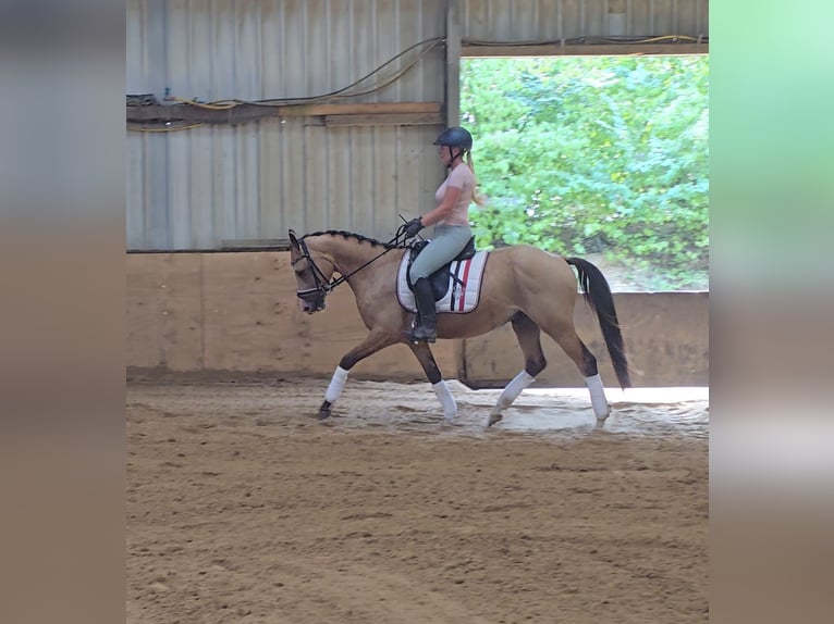 Duitse rijpony Ruin 3 Jaar 146 cm Buckskin in M&#xFC;lheim an der Ruhr