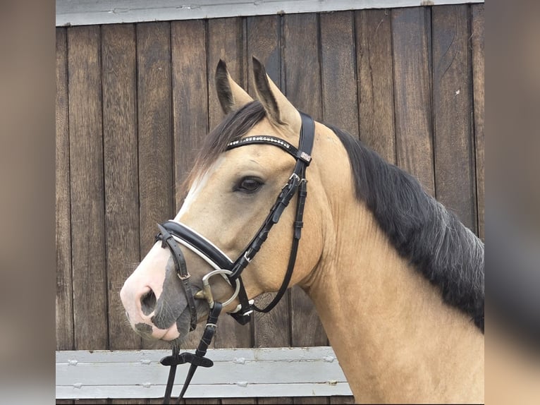 Duitse rijpony Ruin 3 Jaar 146 cm Buckskin in M&#xFC;lheim an der Ruhr