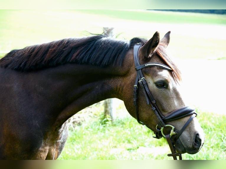 Duitse rijpony Ruin 3 Jaar 146 cm Buckskin in Drackenstein