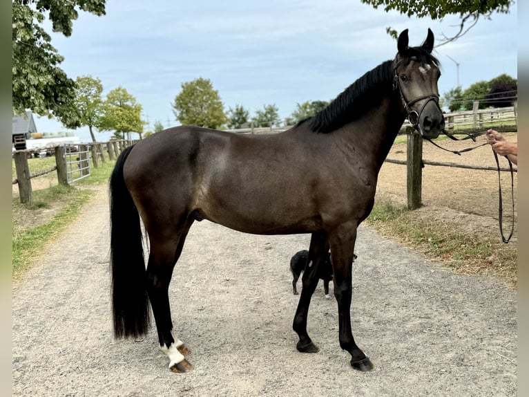 Duitse rijpony Ruin 3 Jaar 146 cm Buckskin in Niederzier