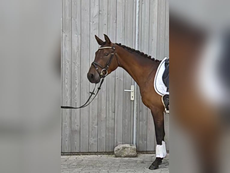 Duitse rijpony Ruin 3 Jaar 146 cm Donkerbruin in Neupotz