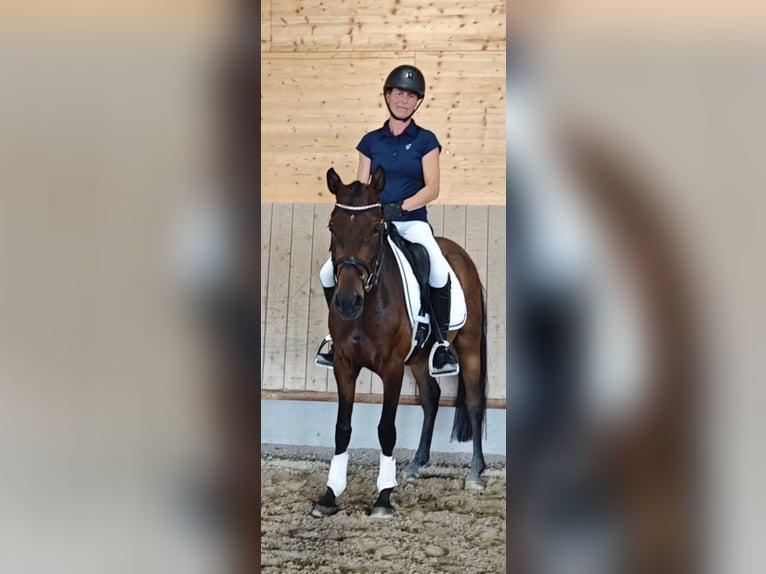 Duitse rijpony Ruin 3 Jaar 146 cm Donkerbruin in Neupotz