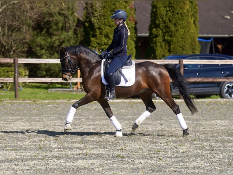 Duitse rijpony Ruin 3 Jaar 146 cm Donkerbruin in Paderborn
