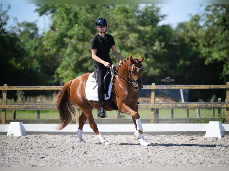 Duitse rijpony Ruin 3 Jaar 146 cm Donkere-vos in Heemskerk