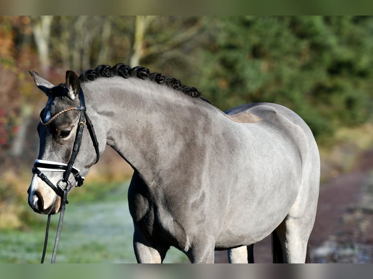 Duitse rijpony Ruin 3 Jaar 146 cm in Kamern